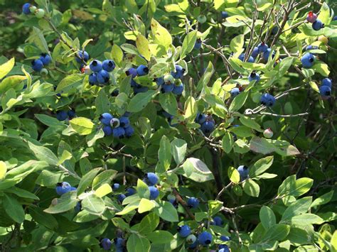 flavonoïde bleuet myrtille.